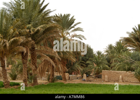 Palmeraies, Ghadamès, Libye Banque D'Images
