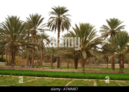 Palmeraies, Ghadamès, Libye Banque D'Images