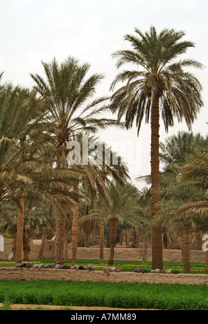 Palmeraies, Ghadamès, Libye Banque D'Images