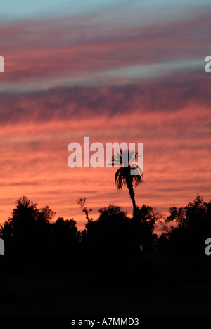Coucher de soleil sur les palmiers dans le désert du Sahara, la Libye Banque D'Images