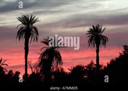 Coucher de soleil sur les palmiers dans le désert du Sahara, la Libye Banque D'Images
