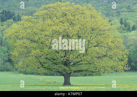 Amérique du Nord, Etats-Unis, NH, Northern Red Oak, Quercus rubra. Banque D'Images