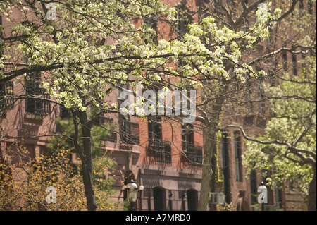 USA, New York, New York, Manhattan : Chelsea, Springtime Blossoms, quartier historique de Chelsea West 22nd Street Banque D'Images