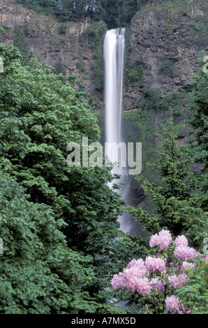 USA, Columbia River Gorge, Oregon. Chutes de Multnomah avec rhododendrons, printemps Banque D'Images