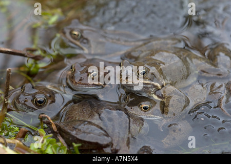 L'accouplement des grenouilles Rana temporaria commun à Norfolk étang de jardin Banque D'Images