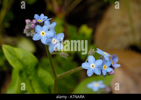 Bois forget-me-not, Myosotis sylvatica Banque D'Images