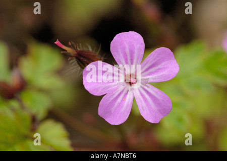 Geranium robertianum, Herb-Robert Banque D'Images