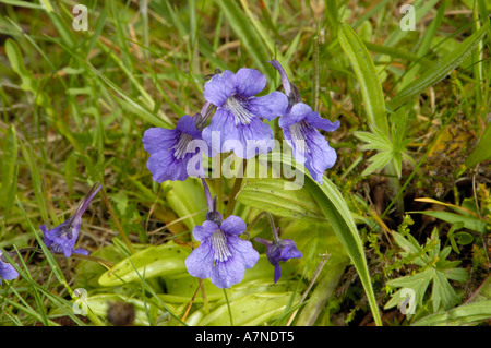 Grassette à grandes fleurs, Pinguicula grandiflora Banque D'Images