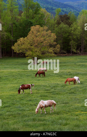 Le pâturage des chevaux dans le pré, la Cades Cove, Great Smoky Mountains N.P. TN Banque D'Images