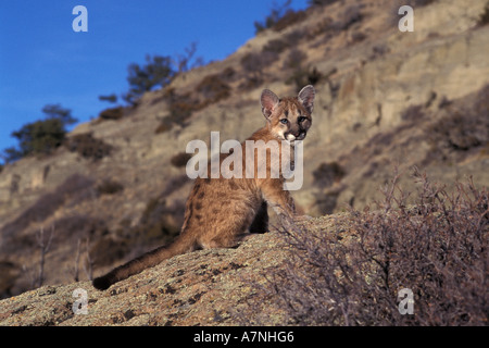 4 mois, Mountain Lion chaton Bridger montagnes près de Bozeman Montana Banque D'Images