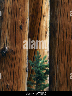 L'Utah. USA. Les jeunes se développe entre l'épinette d'Engelmann spruce Picea engelmannii (chicots). Fishlake National Forest. Banque D'Images