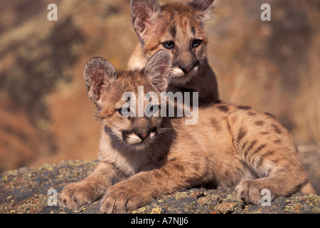 Deux 4 ans mountain lion chatons aux beaux rochers dans les Montagnes Bridger près de Bozeman Montana Banque D'Images