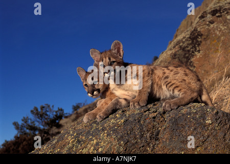 Deux 4 ans mountain lion chatons aux beaux rochers dans les Montagnes Bridger près de Bozeman Montana Banque D'Images