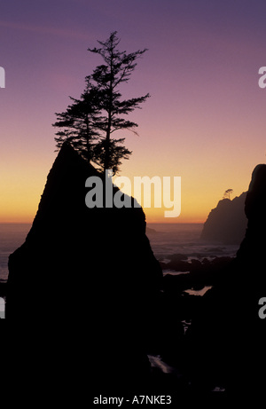 N.A, USA, Washington, Olympic Nat'l Park, seul arbre sur seastack au coucher du soleil, Shi Shi beach Banque D'Images