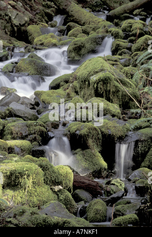 NA, USA, Washington, Olympic NP. Les cours d'eau de la forêt tropicale Banque D'Images