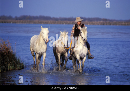 France, Bouches du Rhône, Camargue, un berger dans les marais avec ses chevaux Banque D'Images