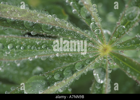 NA, USA, Washington, Olympic NP, la rosée sur feuille lupin Banque D'Images