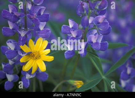 NA, USA, Washington, Olympic NP, Lupin (Lupius polyphyllus) et Arnica (Arnica cordifolia) Banque D'Images