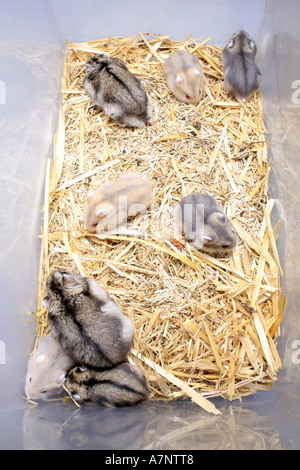 Bar rayé à pattes velues, hamster hamster Dzungarian (Phodopus sungorus), les parents de jeunes animaux sur la paille Banque D'Images