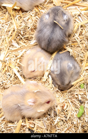 Bar rayé à pattes velues, hamster hamster Dzungarian (Phodopus sungorus), les parents de jeunes animaux sur la paille Banque D'Images