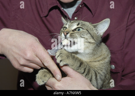 Chat domestique, le chat domestique (Felis silvestris catus). f, se procurer des médicaments Banque D'Images