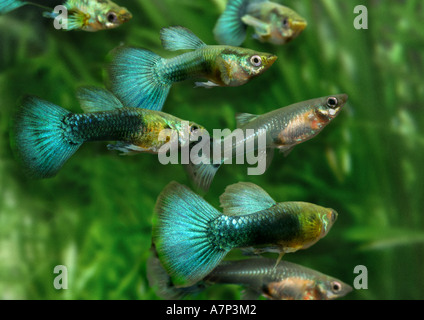 Guppy (Poecilia reticulata, Lebistes reticulatus, Lebistes reticulata), Swarm Banque D'Images