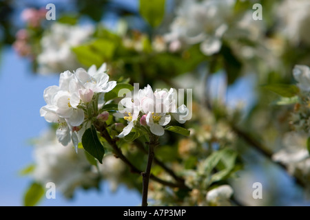 Pommier en fleurs Angleterre Royaume-Uni Banque D'Images