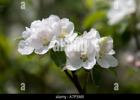 Pommier en fleurs Angleterre Royaume-Uni Banque D'Images