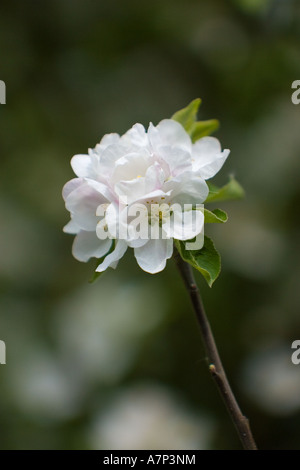 Pommier en fleurs Angleterre Royaume-Uni Banque D'Images