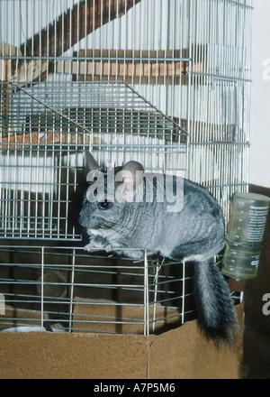 Long-tailed chinchilla (Chinchilla lanigera), chinchilla cage sur Banque D'Images