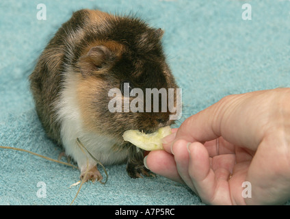 Cochon d'Abyssinie (Cavia aperea porcellus. f), cobaye obtient l'alimentation Banque D'Images