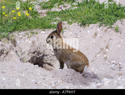 Lapin de garenne (Oryctolagus cuniculus), lapin trou fouisseurs Banque D'Images