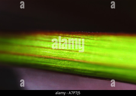 Le millet perlé (Pennisetum glaucum), la structure de l'arrière de la feuille, Allemagne Banque D'Images