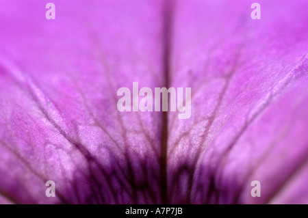 Géranium (Pelargonium spec.), la structure de l'arrière de la feuille, Allemagne Banque D'Images