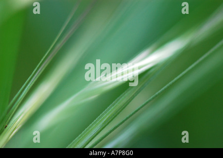 Famille des graminées (Poaceae), vue de détail sur une oreille Banque D'Images