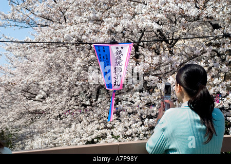 Tokyo Cherry Blossom Festival Printemps Hanimi Japon Banque D'Images