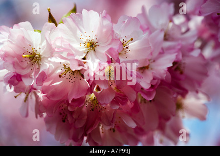 'Prunus Acolade' Fleur de cerisier Rose Banque D'Images