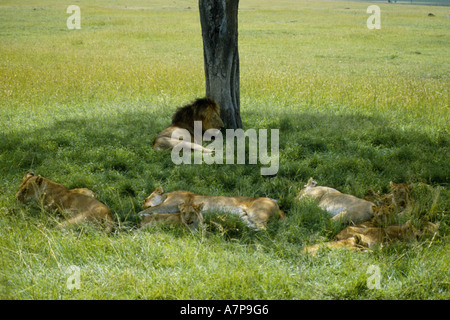 Lion (Panthera leo), au cours de sieste, Kenya Banque D'Images