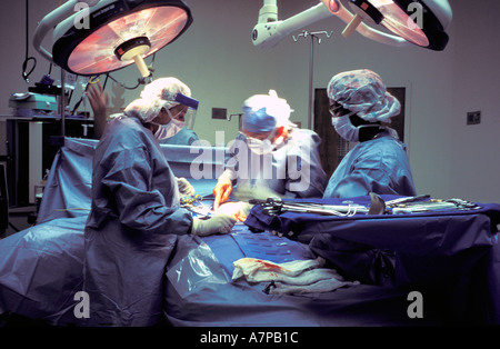 Prestation de l'équipe chirurgicale en salle d'opération de transplantation rénale Banque D'Images