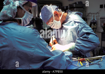 Prestation de l'équipe chirurgicale en salle d'opération de transplantation rénale Banque D'Images