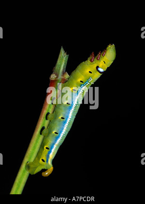 Le Hawmoth Caterpillar d'oléandre (Daphnis nerii) Banque D'Images