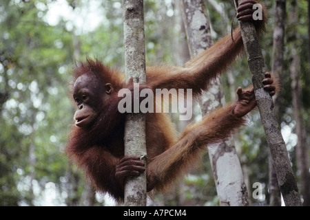 Orang-outan (Pongo pygmaeus pygmaeus), juvénile, de fixation à un arbre, la Malaisie, Sarawak, Semanggok la réhabilitation des animaux sauvages Banque D'Images