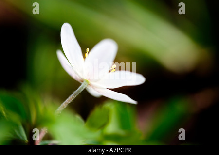 Anémone des bois (Anemone nemorosa) Banque D'Images