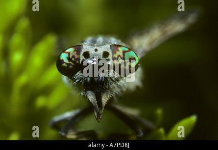 L'encoche cleg fly Haematopota pluvialis Tabanidae un horse fly yeux UK Banque D'Images