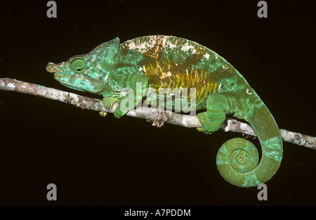 Lézard géant ou Parsons chameleon Chamaeleo Calumma parsonii Chamaeleonidae mâle dans les forêts tropicales à Madagascar Banque D'Images