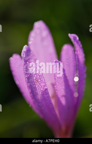 La rosée du matin sur un colchique d'automne Colchicum autumnale triesting valley basse-autriche Banque D'Images