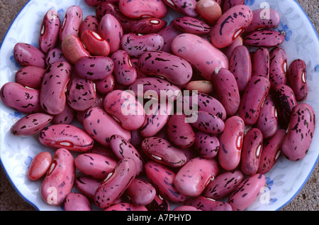 Haricots, scarlet runner (Phaseolus coccineus), les graines sur une plaque Banque D'Images