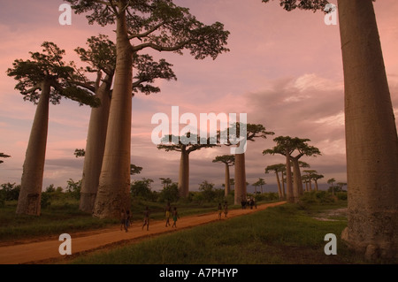 Les baobabs (Adansonia grandidieri) au coucher du soleil, Morondava, Madagascar. Banque D'Images