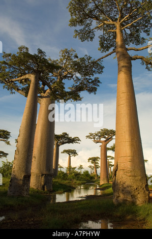 Les baobabs (Adansonia grandidieri) au coucher du soleil, Morondava, Madagascar. Banque D'Images