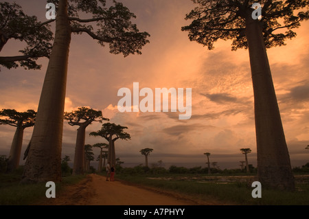 Les baobabs (Adansonia grandidieri) au coucher du soleil, Morondava, Madagascar. Banque D'Images